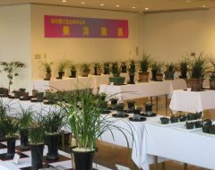 2025年3月　東洋蘭・雪割草展示会2